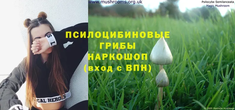 Галлюциногенные грибы Psilocybine cubensis  shop наркотические препараты  Качканар 